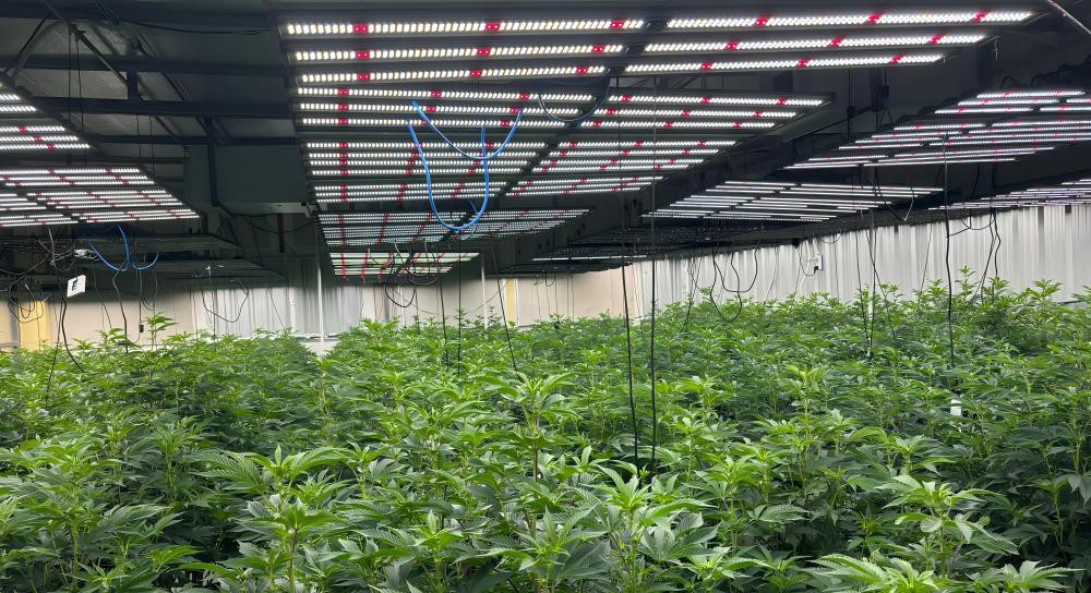 LED GROW LAMP LED GROW LAMP