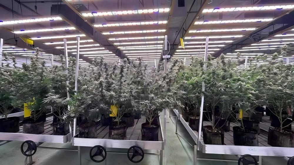 1000 watt LED.jpg